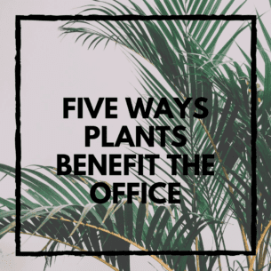 Five Ways Plants Benefit the Office