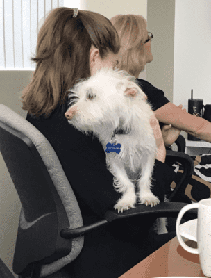 pet-friendly office