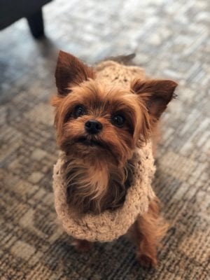 office dog Stella helping health and wellness